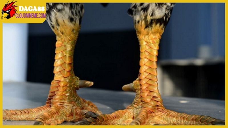 Bán gà mái vảy rồng