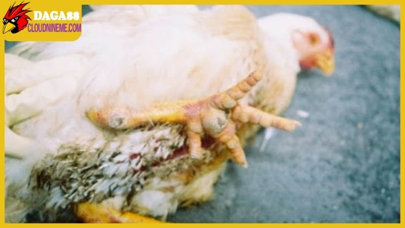 Bệnh đường ruột ở gà có tốc độ lây lan nhanh kinh khủng