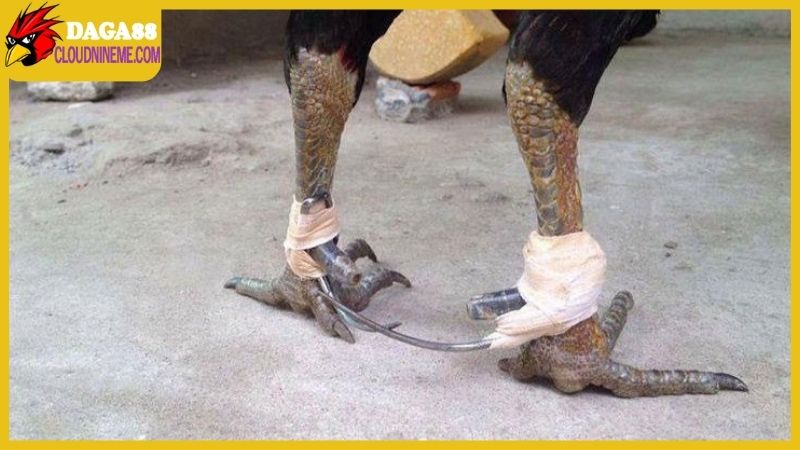 Cách lên cựa gà đá đúng chuẩn chuyên nghiệp