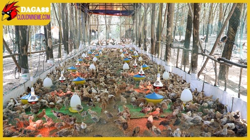 Chọn giống là điều rất quan trọng trong kỹ thuật nuôi gà thả vườn