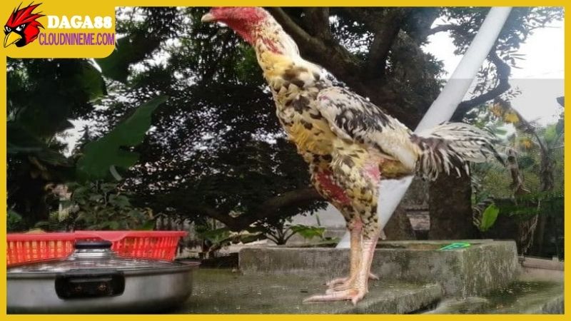 Gà ngũ sắc chân trắng