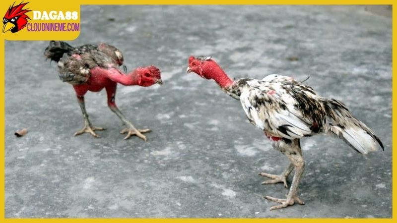 Tổng hợp các cách nuôi gà đá mau sung từ sư kê có tiếng