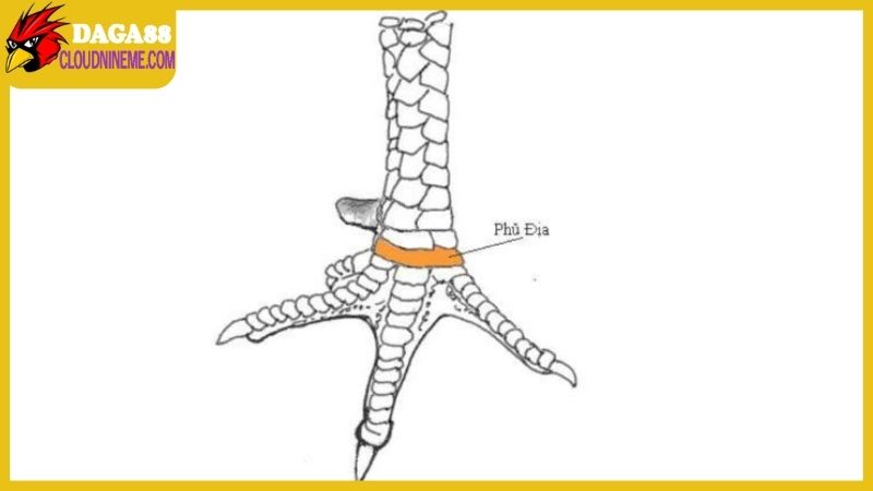 Vảy phủ địa thường gặp khi xem vảy gà Cao Lãnh