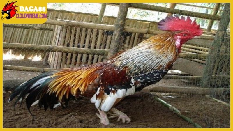 Vì sao gà ngũ sắc chân trắng lại được sư kê yêu thích?