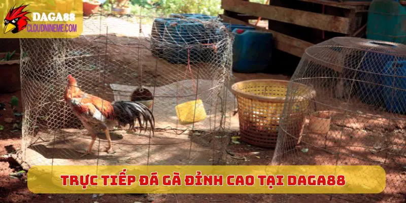 Trực tiếp đá gà đỉnh cao mới nhất hôm nay tại Daga88
